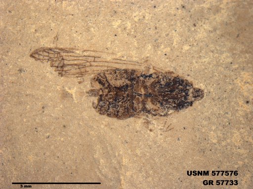 Genus sp