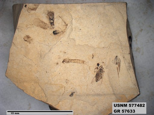 Insecta