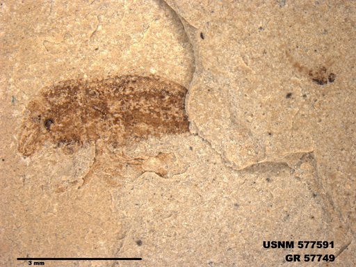 Insecta