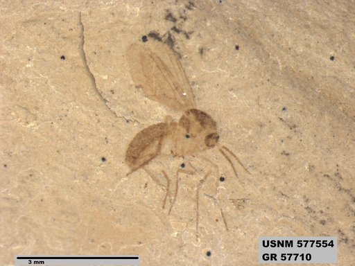 Insecta