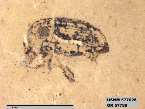 Insecta