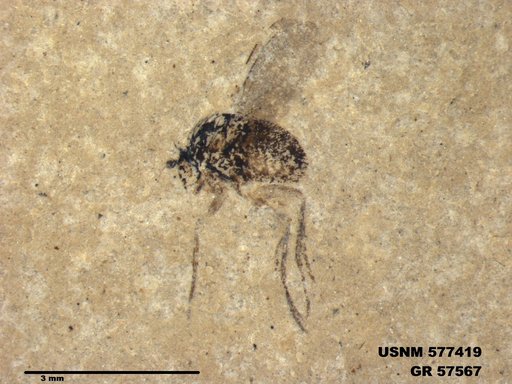 Insecta