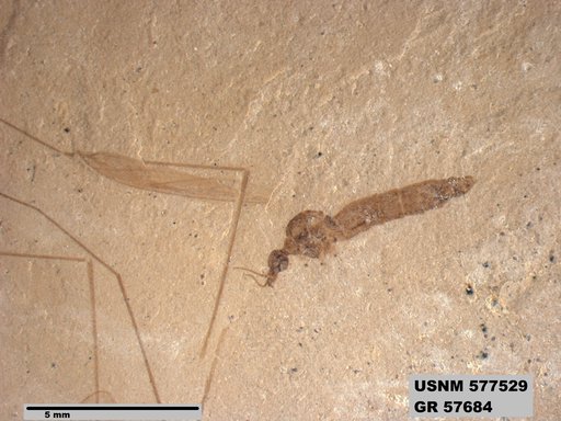 Insecta
