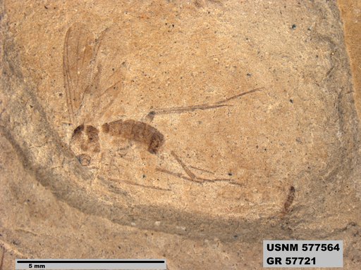 Genus sp