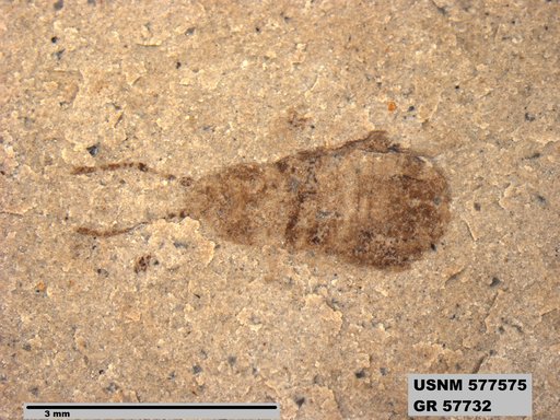 Genus sp