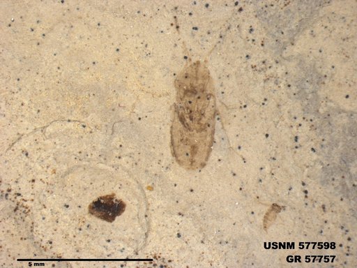 Genus sp