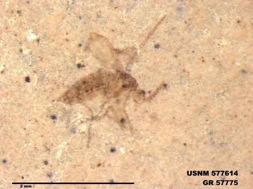 Insecta