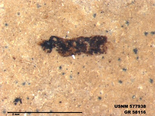 Genus sp