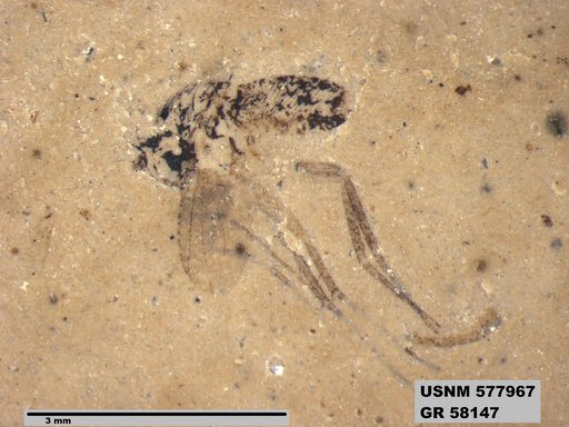 Insecta