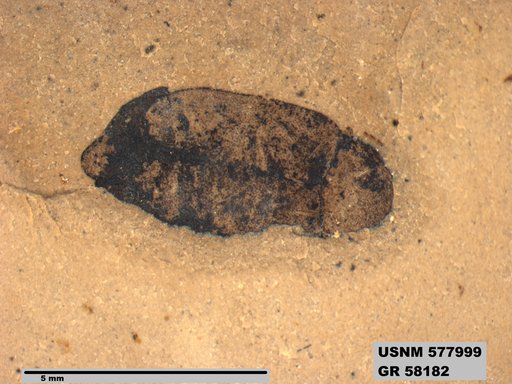 Insecta