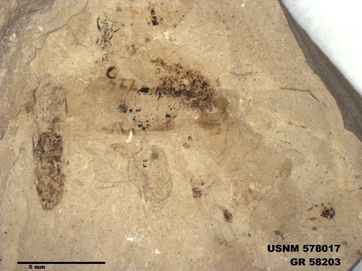 Genus sp