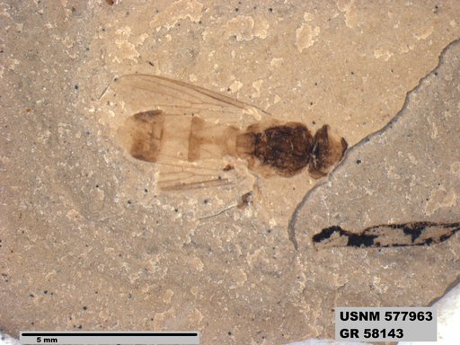 Insecta