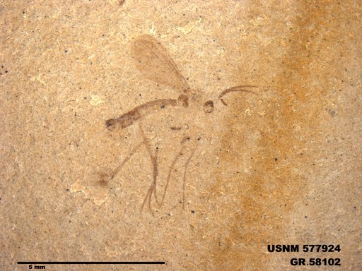 Insecta