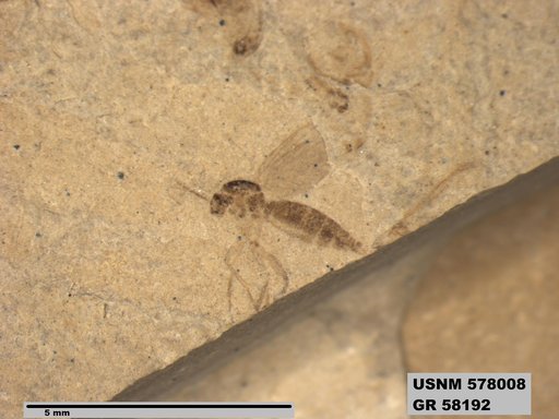 Insecta