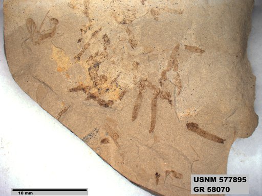 Insecta