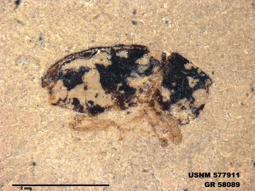 Insecta
