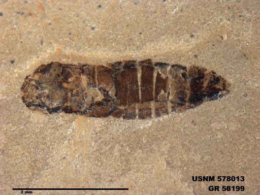 Insecta