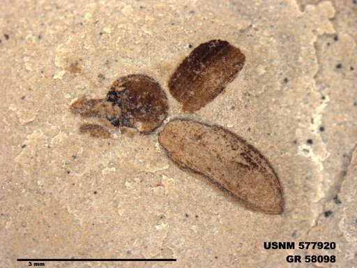 Insecta