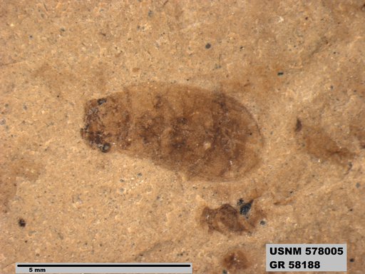 Insecta