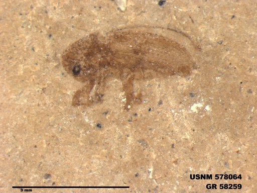 Insecta