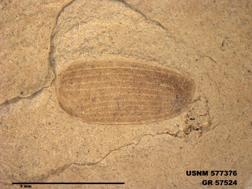 Insecta