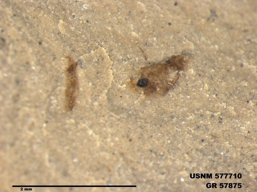 Insecta