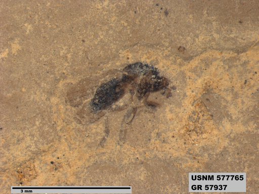 Insecta