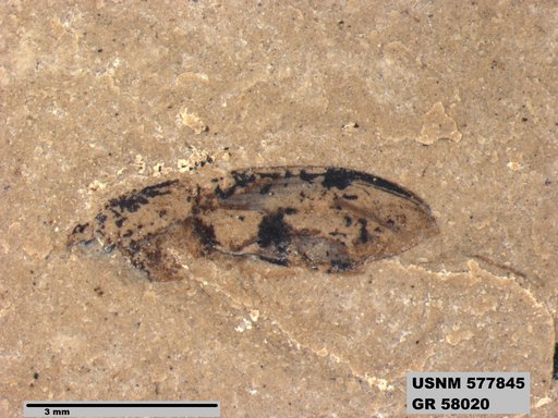 Insecta