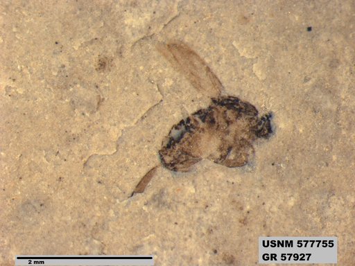 Insecta