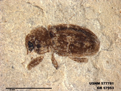 Insecta