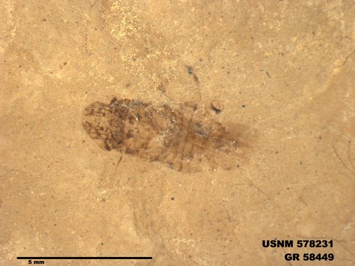 Genus sp