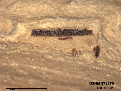 Genus sp
