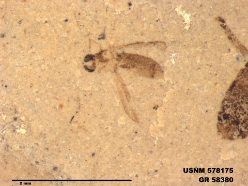 Insecta