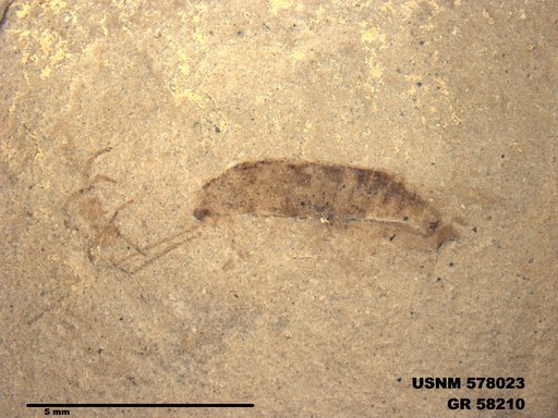 Insecta