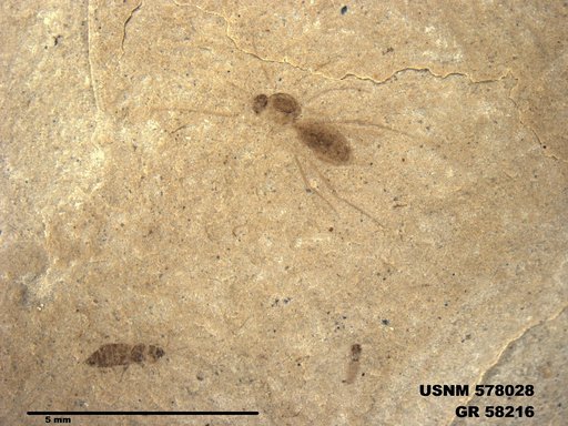 Insecta