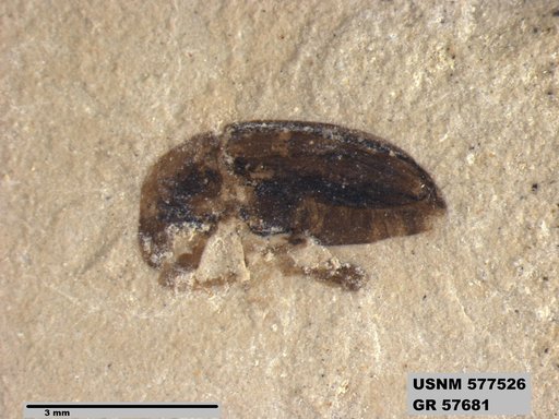 Insecta