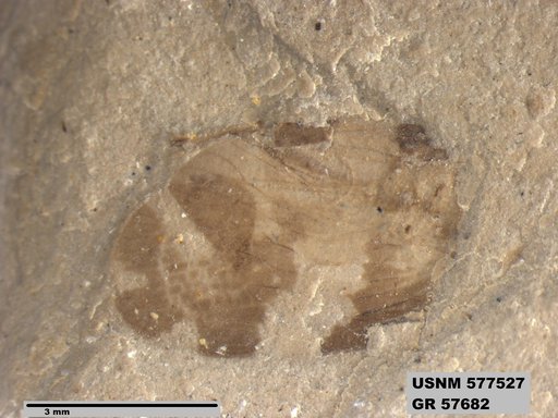 Genus sp