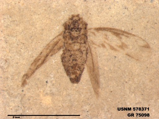 Genus sp