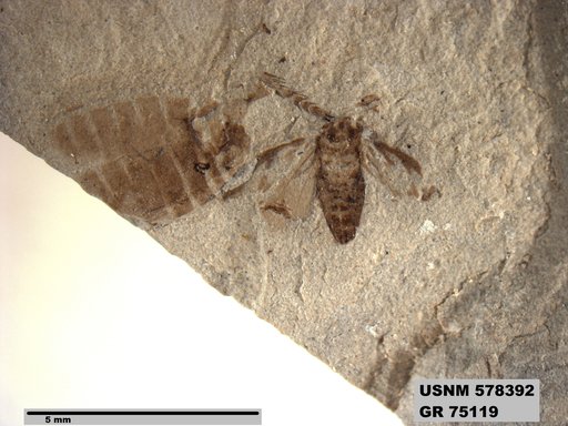 Genus sp