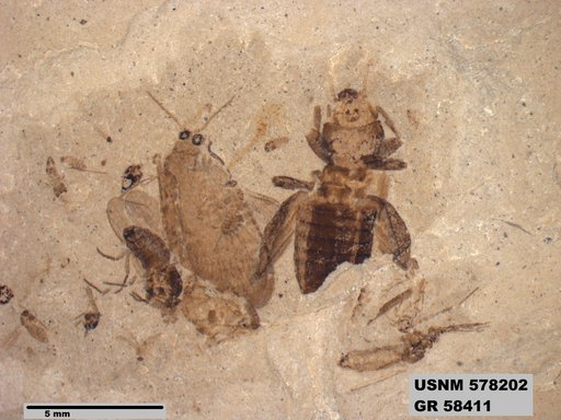 Insecta