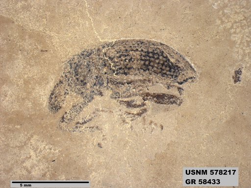 Insecta