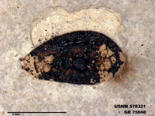 Insecta