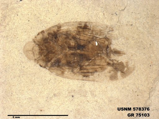 Genus sp