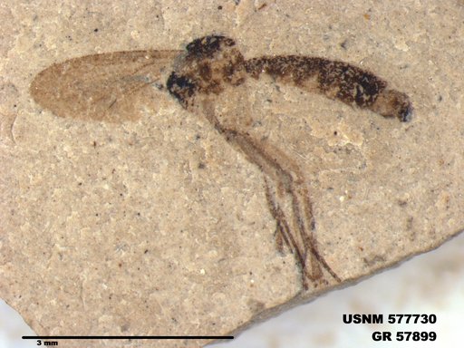 Insecta