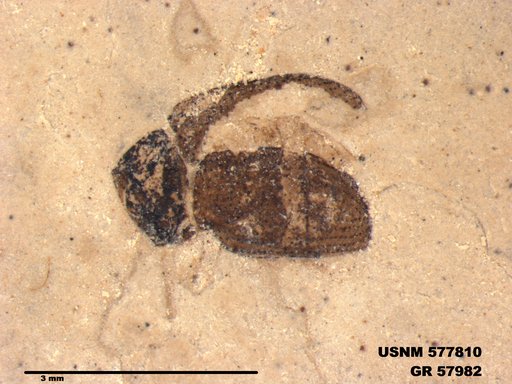 Insecta