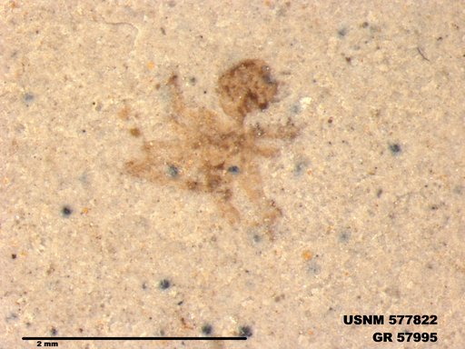 Insecta