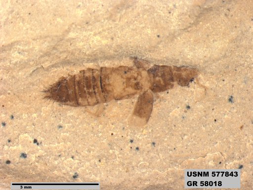 Insecta