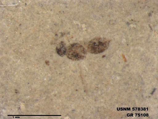 Genus sp