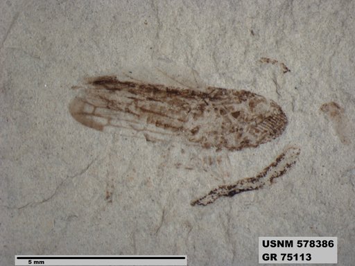 Genus sp