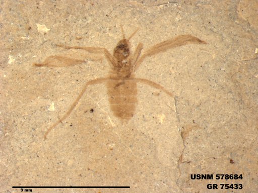 Insecta